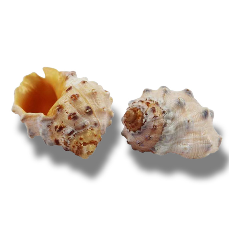 Lumaca di litchi