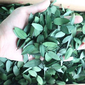 Vraies feuilles d'<span class=keywords><strong>eucalyptus</strong></span> séchées en vrac pour bougie d'aromathérapie bricolage décor à la maison coffret cadeau parfumé naturel - Product Image 1