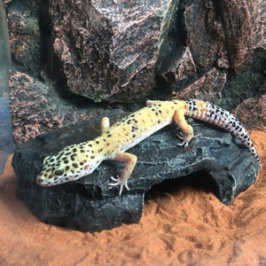 Reçine sürüngen gizlemek mağara yılan ve Gecko için, yeni tasarım kaya sürüngen <span class=keywords><strong>Reptile</strong></span> dekor outs outs - Product Image 2