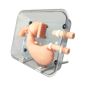 Modelo de entrenamiento de endoscopia de estómago de alta fidelidad, para entrenamiento de GASTROSCOPIO - Product Image 2
