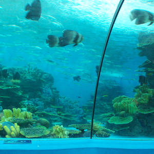 Moduli Tematici <span class=keywords><strong>in</strong></span> Corallo Artificiale e Roccia <span class=keywords><strong>in</strong></span> PU per Acquari e Oceanari - Product Image 2