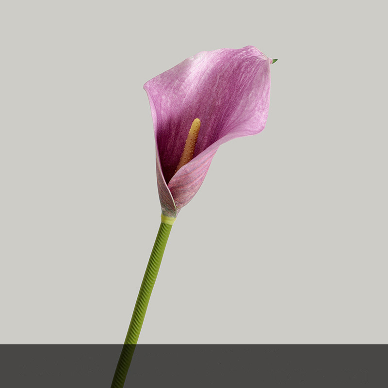 rosa 2