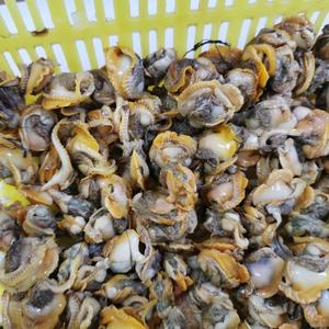 หอยเลือดแช่แข็ง - Product Image 3