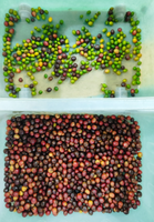 Trieur de couleur de grain de café Tri de cerise de café frais au Vietnam Grain de café cru vert Trieur de couleur de grain de café torréfié brun