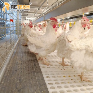 อุปกรณ์เลี้ยงไก่ <span class=keywords><strong>50</strong></span>,000 ตัว ระบบกรงเลี้ยงไก่เนื้อและไก่พ่อแม่พันธุ์แบบหลายชั้น พร้อมระบบทำความสะอาดมูลอัตโนมัติ - Product Image 1