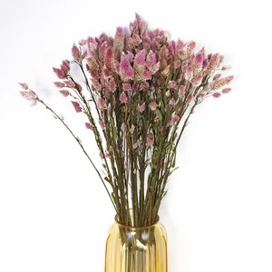 Flores Secas Ombre (Cola de Fénix/<span class=keywords><strong>Celosia</strong></span>) Blancas y Rosas de 60-70cm para Regalos de Navidad y Decoración del Hogar - Product Image 6