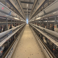 Système de cages à poulets en couches de type H professionnel pour élevage avicole, cage à batterie automatique pour 1000 à 5000 oiseaux