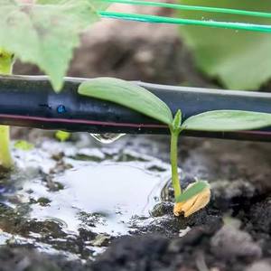 <span class=keywords><strong>Tuyau</strong></span> d'irrigation 16 mm 500 m/rouleau, espacement 50 cm, tuyaux et enrouleurs de jardin pour légumes, système d'irrigation - Product Image 1