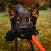 Jouet de traction pour chien de luxe écologique, absorbant les chocs, en peluche confortable, durable, avec bungee, pour l'entraînement, la mastication et l'interaction quotidienne