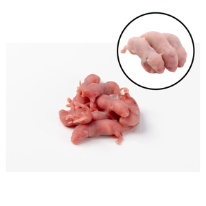 Ratones enteros liofilizados para ferret, polecat, visón, zorra, martas, martas de las nieves, martas de la tundra, zorros, zibelinas - Product Image 1