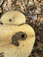 Copeaux d'agarwood en gros, copeaux d'encens vieillis Chunhua, matière première d'encens naturel, personnalisable