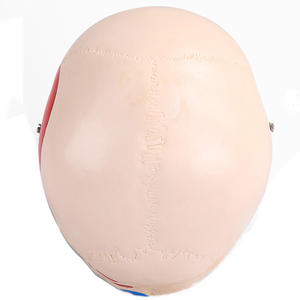 Modèle <span class=keywords><strong>de</strong></span> crâne naturel avec muscles colorés en PVC, modèle anatomique pour l'enseignement scolaire - Product Image 5