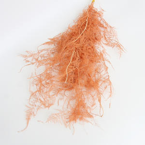 Asperges conservées fougère asperges stabilisées pour la décoration - Product Image 2