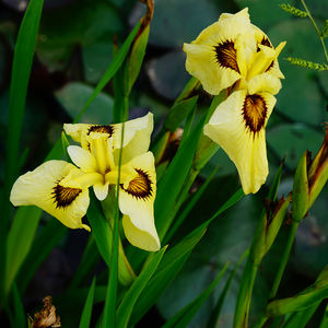 Iris <span class=keywords><strong>japonais</strong></span> 'I. ensata Ryugan' - une <span class=keywords><strong>plante</strong></span> aquatique adaptée aux bassins de jardin et aux serres - Iris <span class=keywords><strong>japonais</strong></span> - Product Image 4