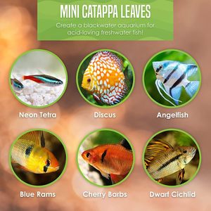 Hojas de Catappa PKY para Ranas Anuales, Mini Hojas de Almendro Indio, Sustrato Ecológico para Hábitat de Microfauna, Fuente de Alimento para Tanques - Product Image 5