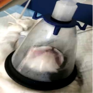 6 Sizes Reusable Dog Veterinary Anesthesia Mask - Product Image 5