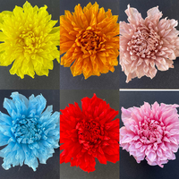 Natuurlijk geconserveerd Dahia-gaaswerk, echte gedroogde bloemdecoratie voor tafelarrangementen, herdenkingsceremonie, huisdecoratie