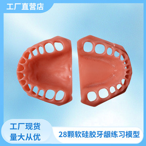 Modelo de encías blandas desmontable (superior e inferior) para práctica de preparación dental y retracción gingival, educación oral - Product Image 5