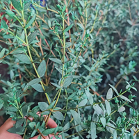 80g de feuilles fines d'eucalyptus séchées naturelles, bouquet de fleurs vertes fines, bouquet de fleuriste pour la Saint-Valentin, Noël