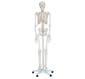 Esqueleto de tamanho de vida inquebrável da ciência médica, 180cm de altura, pvc, adulto, plástico, modelo de esqueleto humano