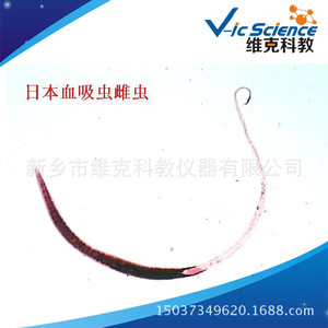 Schistosoma female <b>worm</b> slide, animal biology, plant and animal slides, microscopic slides for primary and secondary schools. - Product Image 5