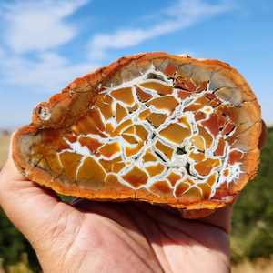 Venta al por Mayor de Rodajas de Septaria de Roca Natural, Patrón de Concha de Tortuga, Fósil Marroquí, Cristal Único para Artesanías - Product Image 1