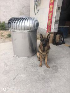 Không điện mái <span class=keywords><strong>fan</strong></span> đối với nhà máy làm mát không khí và thông gió tự nhiên giải pháp - Product Image 6