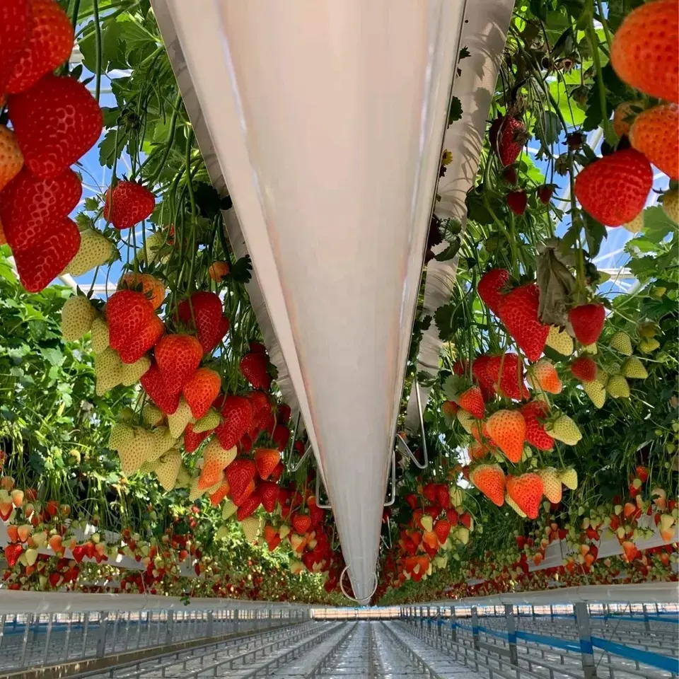 Automatic strawberry growing systems hydroponic greenhouse cost