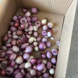 Máquina Peladora de Cebollas para Pequeñas Empresas con Inversión Asequible y Alto Rendimiento, Equipo para Quitar la Piel para Procesadores de Alimentos <span class=keywords><strong>en</strong></span> Crecimiento - Product Image 5