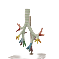 Moda secundaria y secundaria biología estudio tráquea bronquio modelo de segmento broncopulmonar