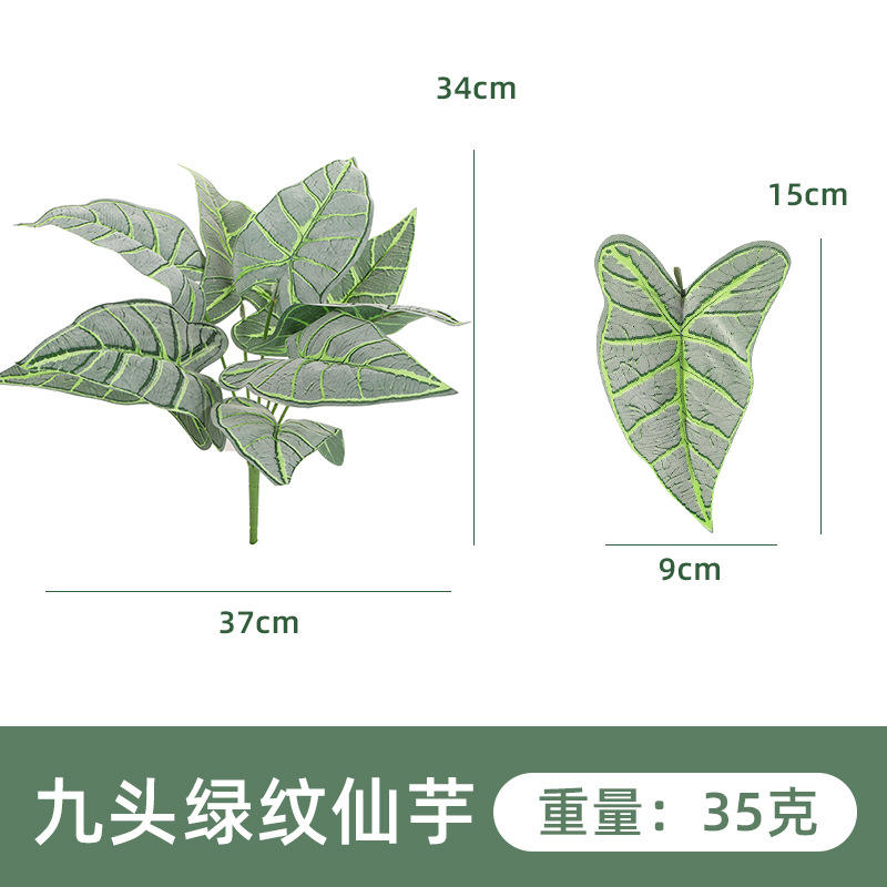 nine green immortal taro 1