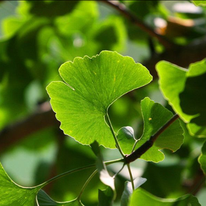 Nhà máy cung cấp bán buôn số lượng lớn <span class=keywords><strong>Ginkgo</strong></span> <span class=keywords><strong>Biloba</strong></span> chiết xuất <span class=keywords><strong>Ginkgo</strong></span> lá chiết xuất bột 24/6 - Product Image 5