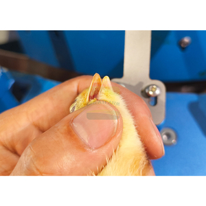 Equipo combinado de corte y vacunación de boca de pollo al por mayor Máquina cortadora de pico láser de pollito de alta eficiencia y precisión - Product Image 2