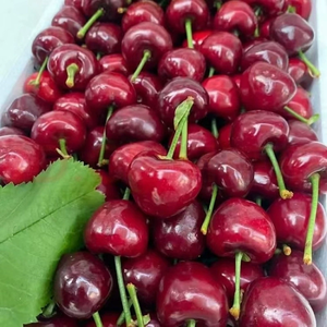 Australie fruits frais grosse <span class=keywords><strong>cerise</strong></span> Catty perle <span class=keywords><strong>noire</strong></span> boîte entière en gros - Product Image 4