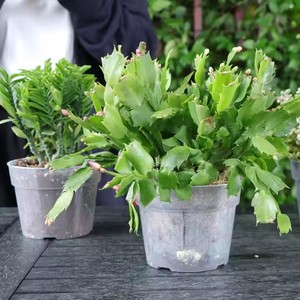 Pot de pépinière de semis <span class=keywords><strong>en</strong></span> <span class=keywords><strong>plastique</strong></span> polypropylène bon marché de haute qualité <span class=keywords><strong>jardinière</strong></span> gallon vert avec trou de drainage plusieurs tailles pour jardin - Product Image 5