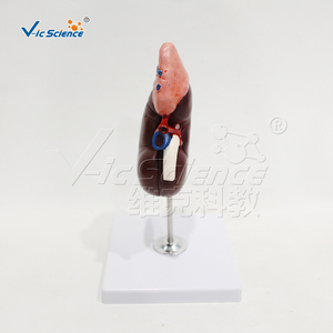 Mô hình giải phẫu cơ thể người mô hình y tế mô hình Giải Phẫu Học thận và tuyến thượng thận - Product Image 1