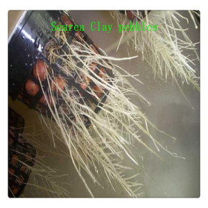 Phương Tiện Nuôi Trồng Thủy Canh Sỏi Đất Sét Mở Rộng - Product Image 6