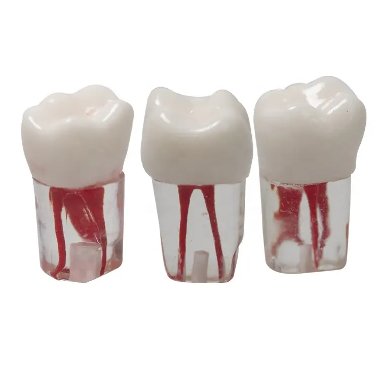 Endodontia dentária endo modelos de canal raiz dentes para treinamento rct