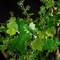 Nouvelles lumières décoratives de paysage artificielles en feuilles d'érable vertes éclairées par LED, de luxe, pour l'extérieur, étanches IP65, pour les fêtes de jardin, Noël, les fêtes