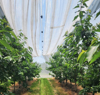 Couverture pour cerisier stabilisée aux UV, filet translucide imperméable pour protéger les fruits de la cerise contre les fissures