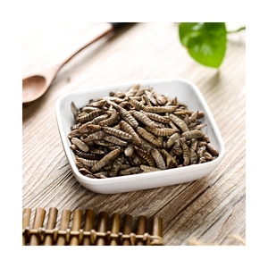 Larva <span class=keywords><strong>de</strong></span> mosca <span class=keywords><strong>de</strong></span> soldado negro, alimento rico en proteína ecológica, insectos frescos, gran oferta - Product Image 2