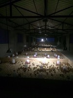 Chauffage infrarouge céramique à gaz pour poulets THD6808, neuf, en acier, pour fermes, restaurants, hôtels, avec garantie d'un an