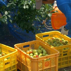 Polvo Asam Boi Salado y Dulce Bubuk Plum <span class=keywords><strong>para</strong></span> Salsas de Frutas Frescas, Rebozado de Pollo Frito, Frutas Confitadas <span class=keywords><strong>para</strong></span> Hornear y Sazonar Barbacoa - Product Image 3