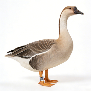 EM4305 125kHz LF 10-cijferige, eenmalig te gebruiken, fraudebestendige, instelbare RFID-minitags, waterdichte elektronische voetringen voor pluimvee - Product Image 5