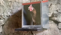 Nichoir pour volailles, nichoir à poules, nichoir à un trou, équipement d'élevage de volailles