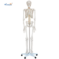 Modèle de squelette humain grandeur nature économique 180 cm en PVC avec articulations articulées pour l'enseignement médical CE ISO ROHS CNAS