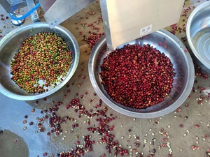 Máquina Clasificadora Automática de Café Cereza por Color, Clasificadora Óptica CCD AI de Granos y Frijoles, Equipo Industrial - Product Image 6