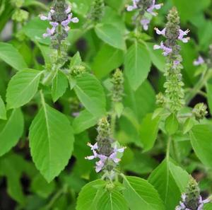 KAIYANGE Meilleure vente feuille de basilic sacré séché feuille de <span class=keywords><strong>Tulsi</strong></span> feuille Ocimum Sanctum sachet de thé coupé TBC thé coupé T-CUT infusions d'herbes en vrac - Product Image 5