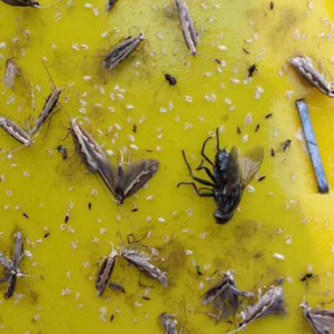 Appât liquide écologique efficace aux phéromones des mouches blanches, Trialeurodes Vaporariorum, attractant pour la lutte antiparasitaire en serre et en extérieur - Product Image 2