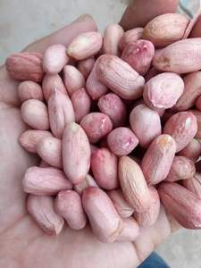 Granos de cacahuete de marca Thomas de alta calidad, cosechadora de cacahuetes sin cáscara, agricultura <span class=keywords><strong>con</strong></span> 7% de humedad - Product Image 3
